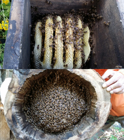 토종벌 꿀벌집 상태 이미지