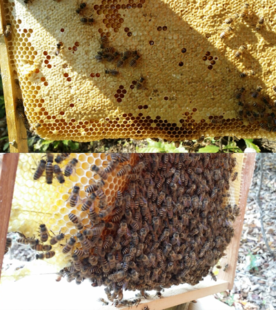 꿀벌의 모습 및 질병에 걸린 벌집 상태 이미지