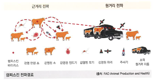 럼피스킨 전파경로