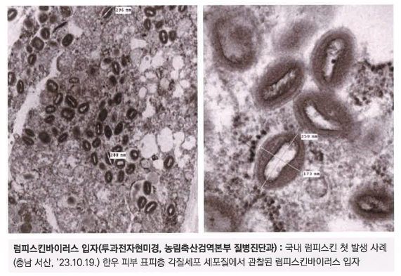 럼피스킨바이러스 입자