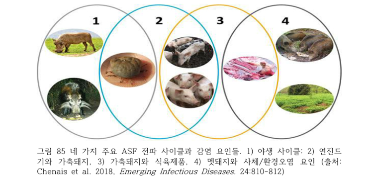 그림 85 네가지 주요 ASF 전파 사이클과 감염 요인들. 1) 야생 사이클: 2) 연진드기와 가축돼지. 3) 가축돼지와 식육식품. 4) 멧돼지와 사체/환경오염 요인(출처:Chenais et al. 2018. Emerging Infectious Diseases. 24:810-812)